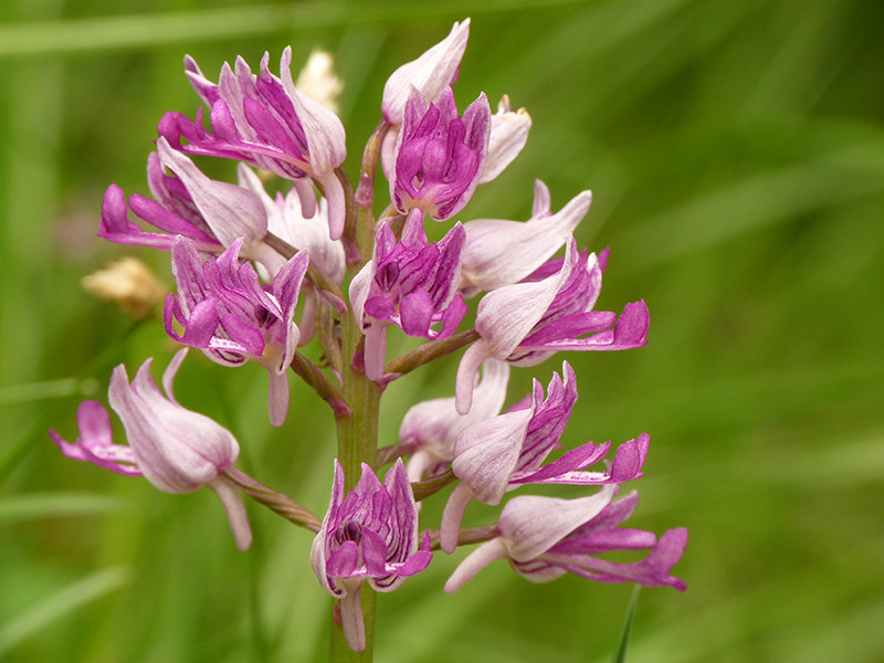 Orchis militaris